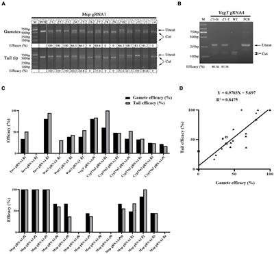 A Potential Method for Rapid Screening of Amphioxus Founder Harboring Germline Mutation and Transgene